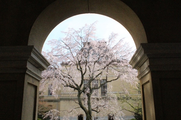 5233-14.3.31祇園しだれ桜　北側アーチから　横.jpg